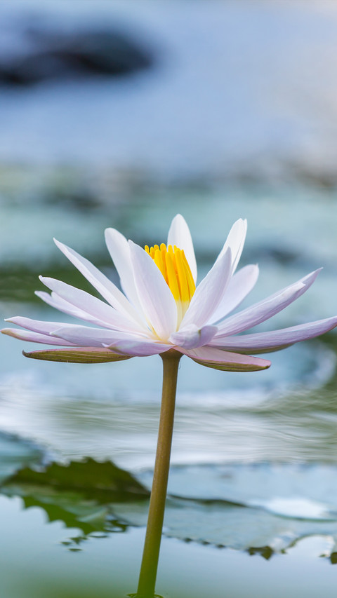 Blooming Flowers screenshot