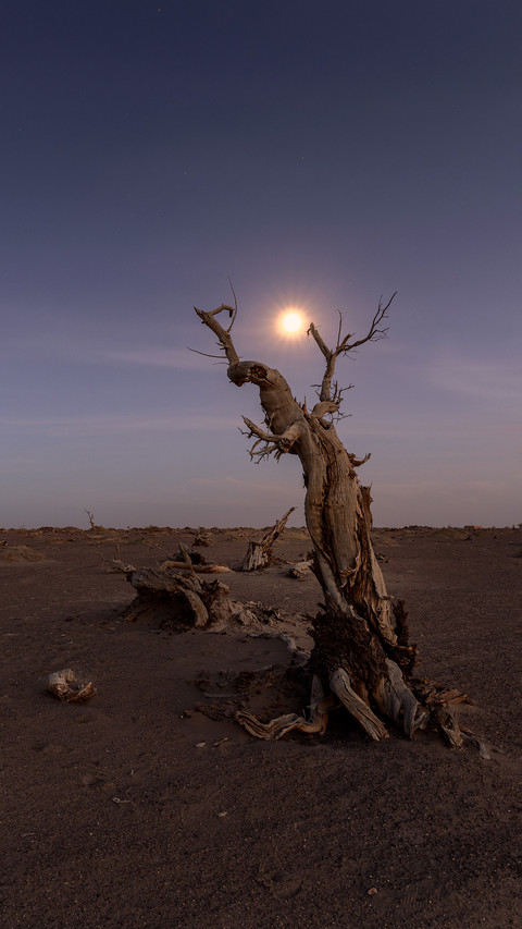The moonlight in the strange forest screenshot