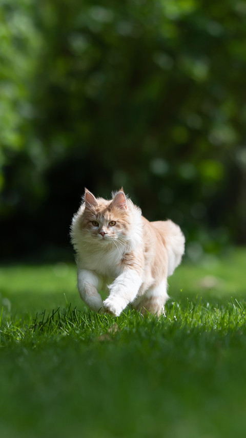A Cat Running over the Lawn in the Back Yard screenshot