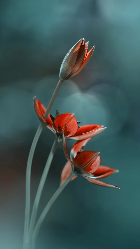 Flowers and plants screenshot