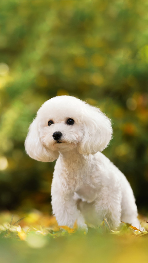 Dogs without too strong dog odor 5 screenshot