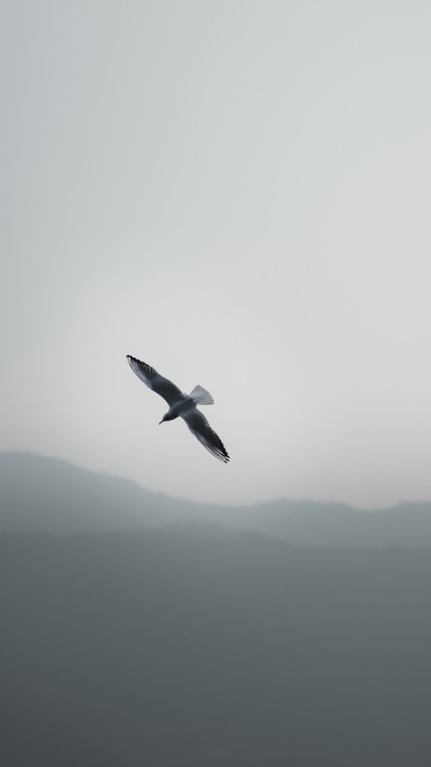 The instant of the seagull's dive screenshot