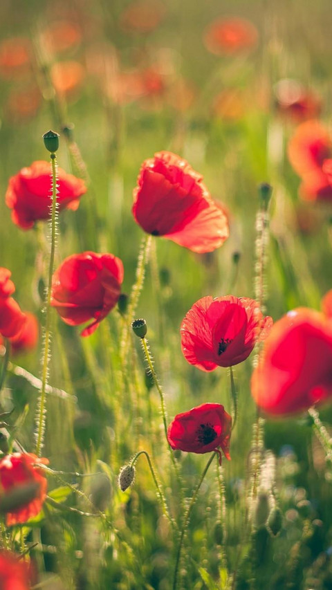  Poppies on a sunny field screenshot