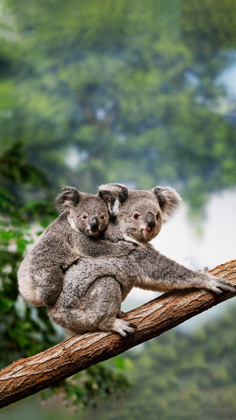 Koala is listed as an endangered species screenshot