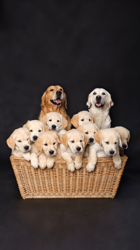 Is Inbred Dog Safe 9 screenshot