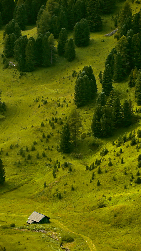 Tree high angle landscape screenshot