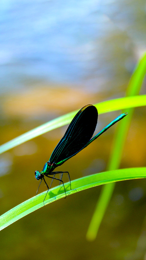 The Beauty of Nature screenshot