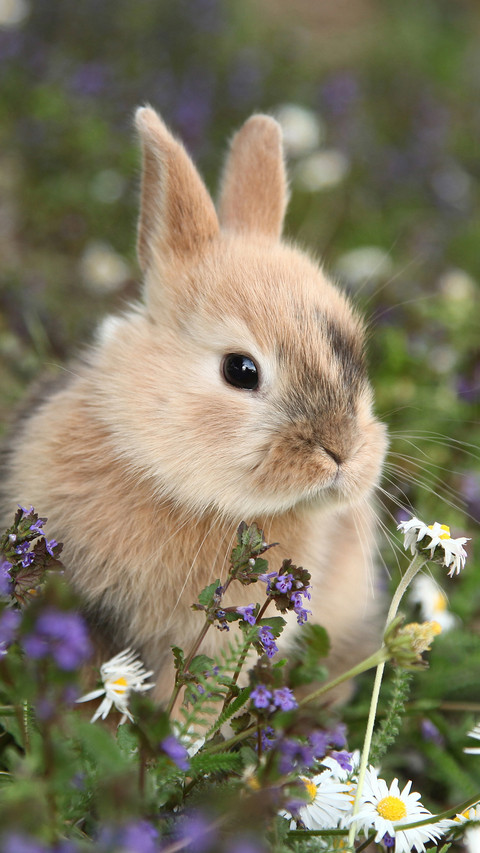 Rabbit (2) screenshot