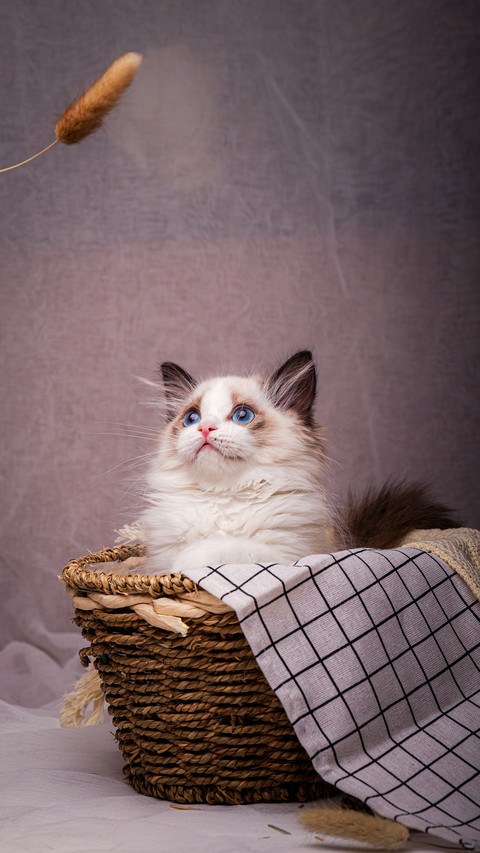 Peak of cat beauty screenshot
