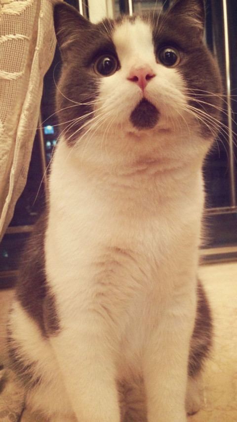 可爱萌宠猫咪 screenshot