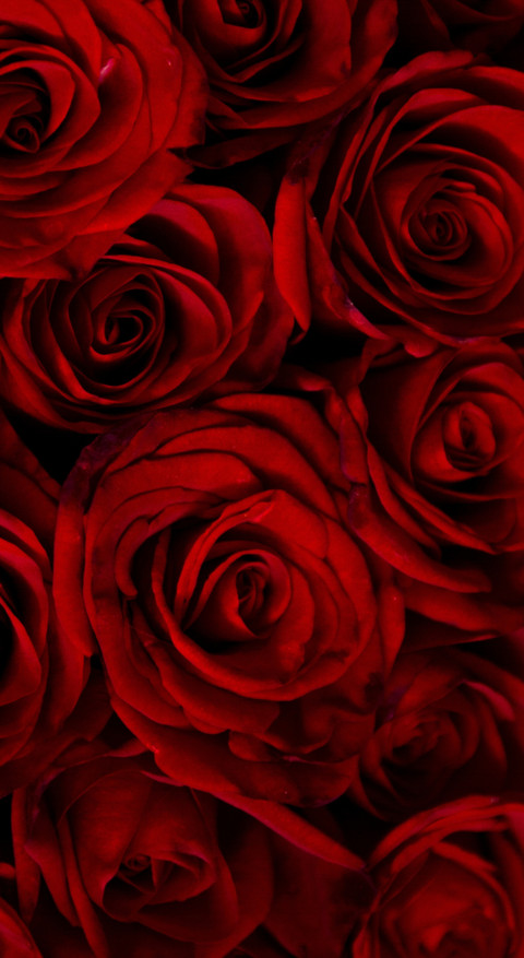 Red Roses (7) screenshot