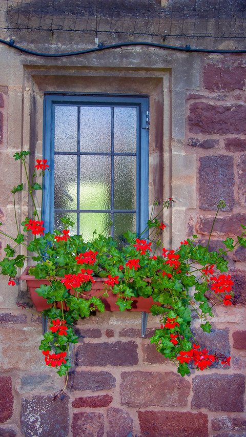 The flowers on the windowsill screenshot
