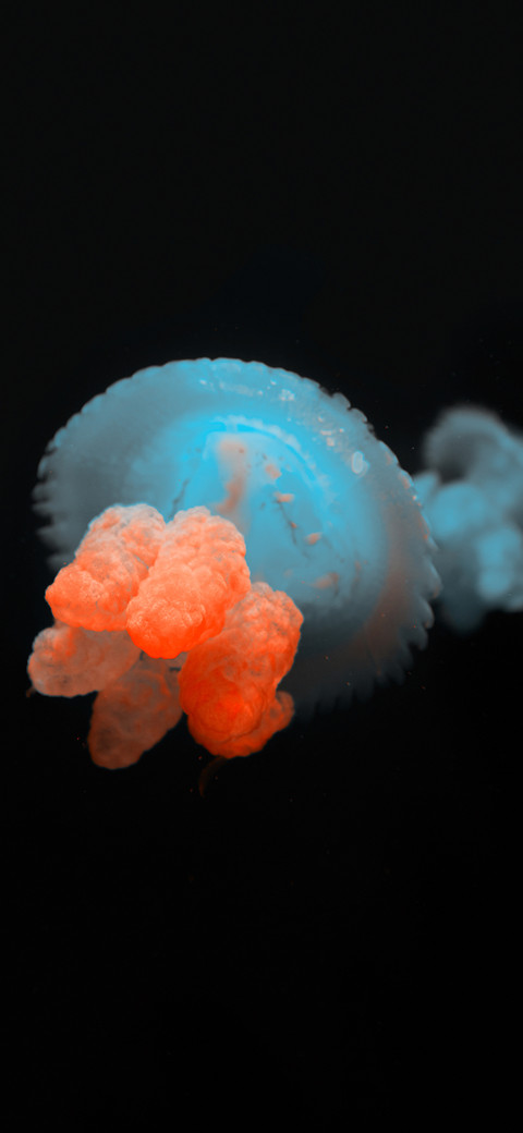 Color of jellyfish-PAIXIN screenshot