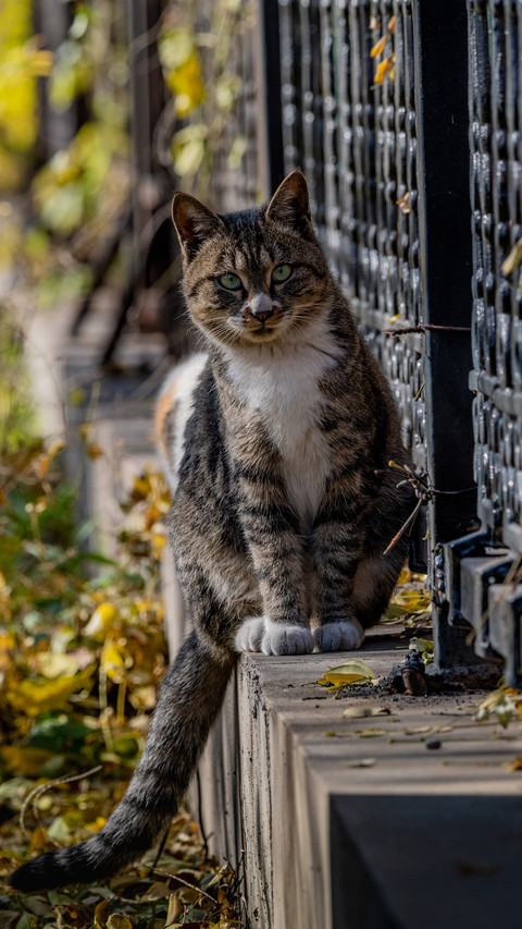 Wise cat screenshot