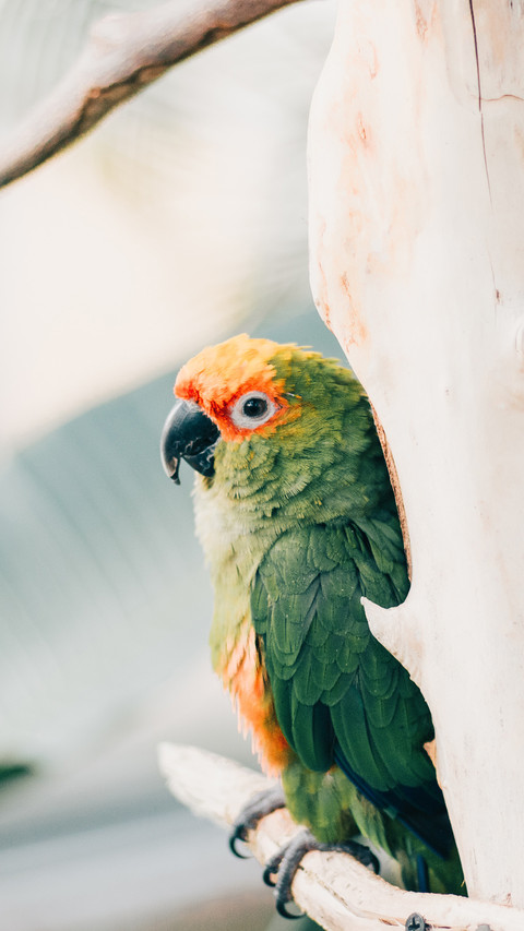 Parrot (2) screenshot