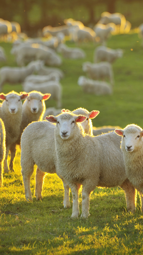 What are the differences between goats and sheep screenshot