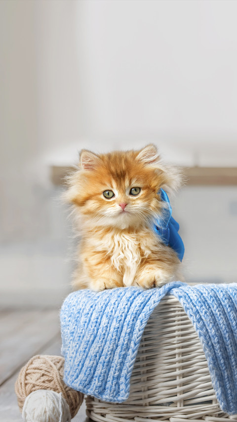 Little Striped Kitten Sitting in a Basket with Balls of Yarn screenshot