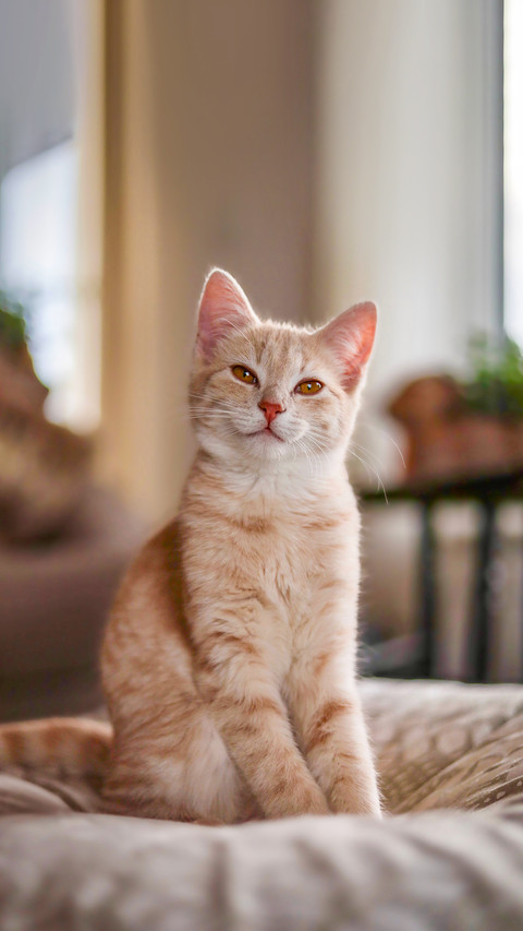 Orange Tabby Cat smiling portrait screenshot