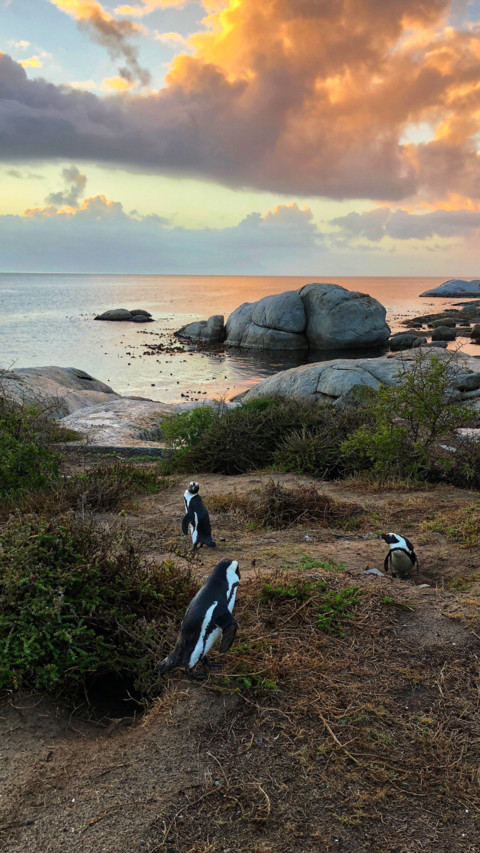 South Africa (16) screenshot