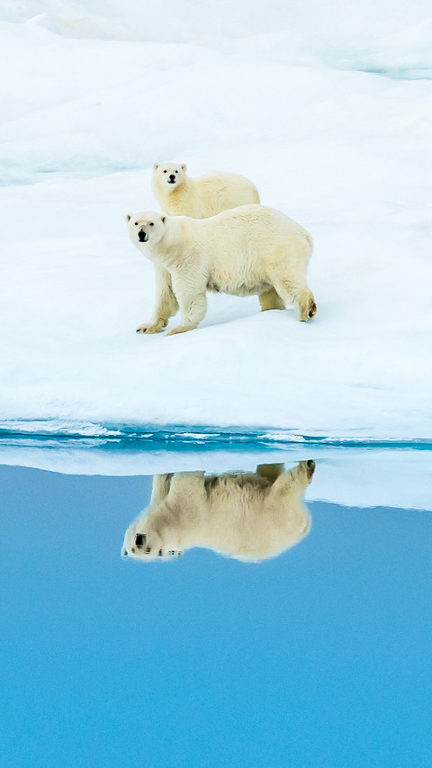 Polar bear 8 screenshot