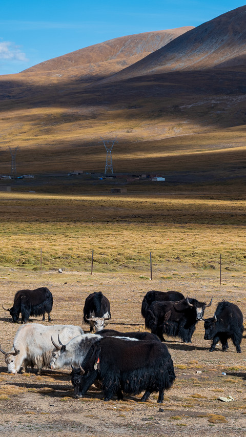 Xizang cattle consumption screenshot