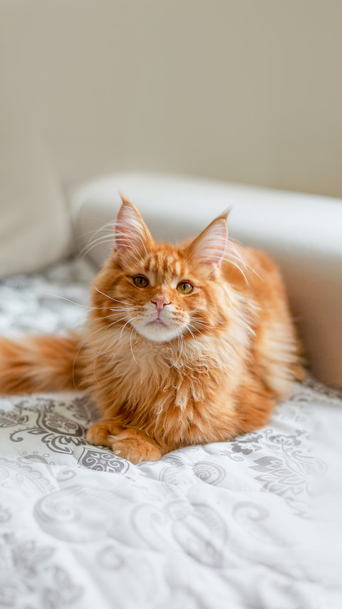 Glorious ginger Maine Coon kitten sittting on a couch screenshot