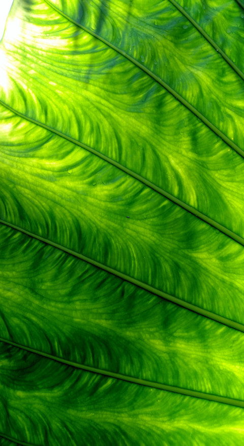 Android HD (31) screenshot