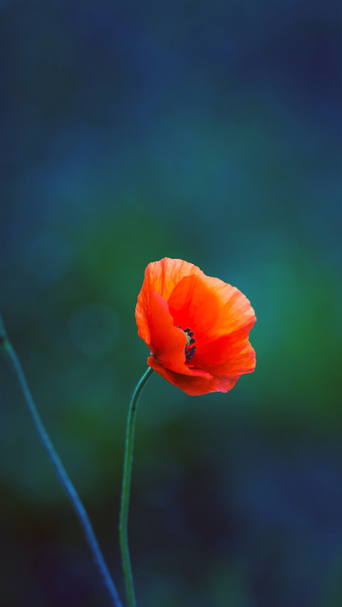 Fresh and natural wildflowers screenshot
