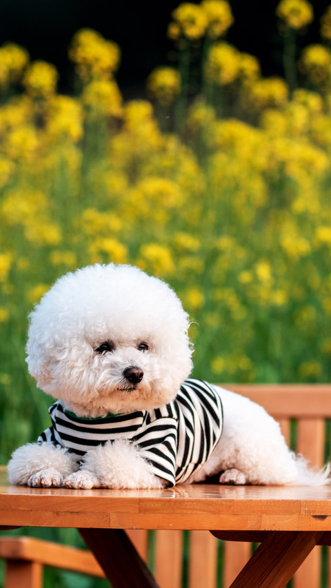Pure white dog screenshot