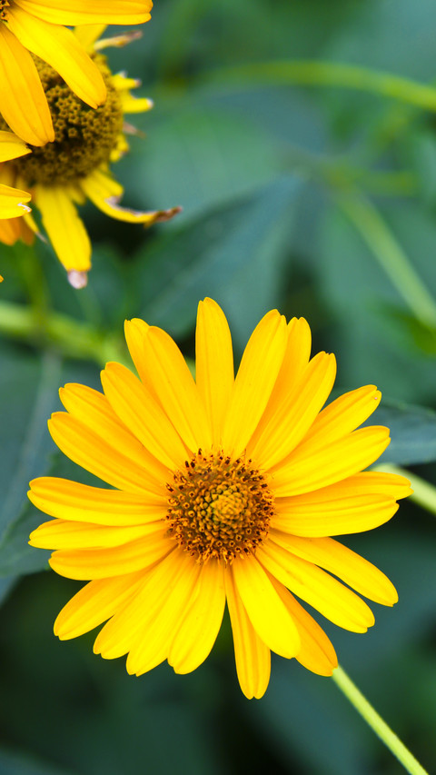 Likes daisies but cannot farm them 8 screenshot