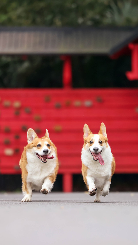 Benefits of Sleeping with Dogs 6 screenshot