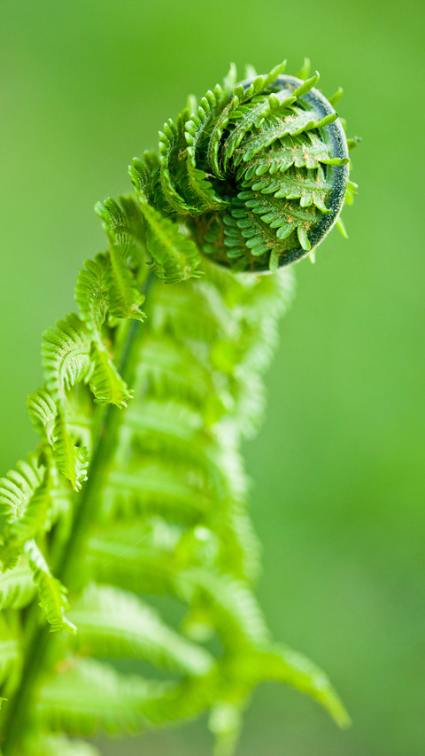 Green plants screenshot