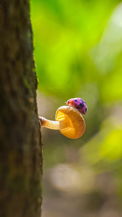 Macro insects and plants screenshot