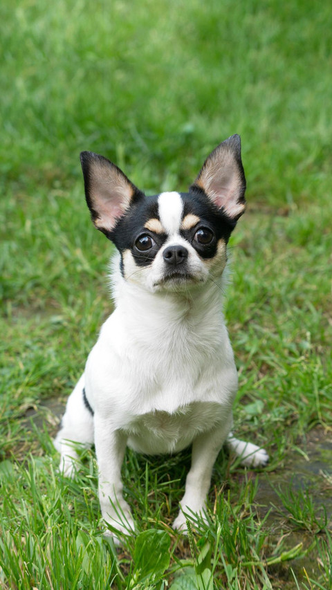 Dog68 screenshot