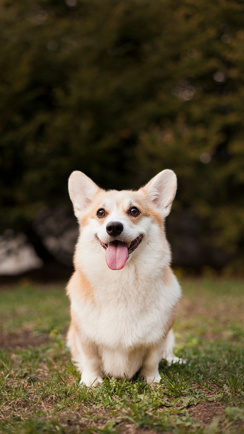 A Smiling Corgi Sitting on The Ground screenshot
