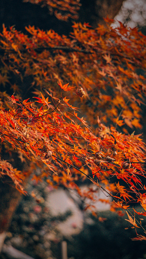 Go here to enjoy maple leaves in autumn 94 screenshot