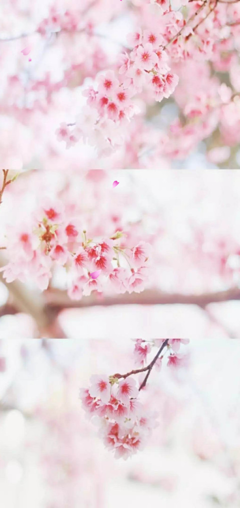 樱花节 screenshot