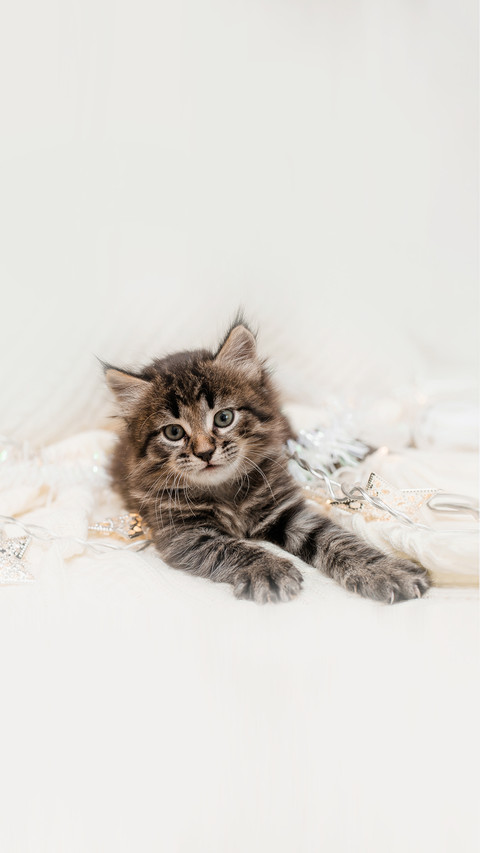 A small brown kitten with long hair sits on a bed screenshot