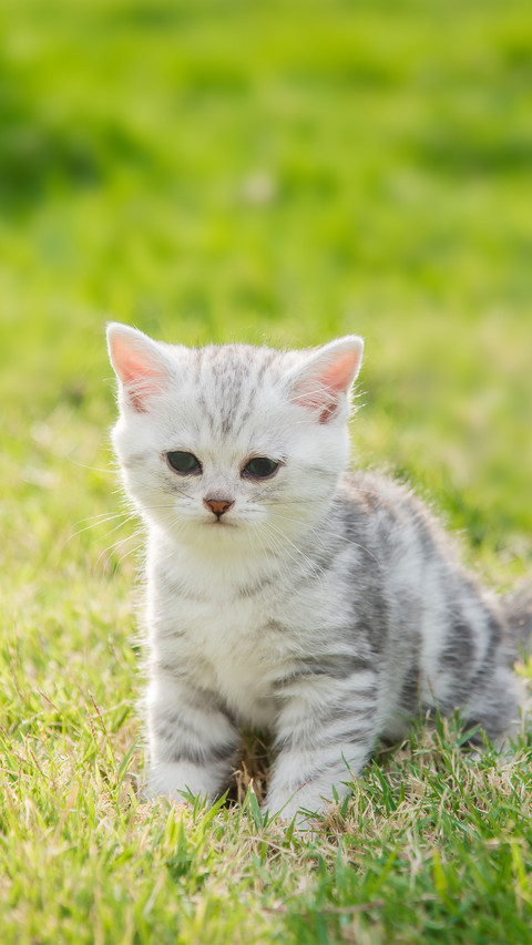 Cute American Shorthair Kitten Standing And Looking on Grass screenshot