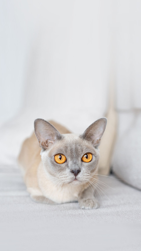 Playful Burmese kitten, Burma cat lying on coach screenshot