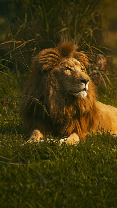 Why is the king of beasts bullied by dogs 2 screenshot