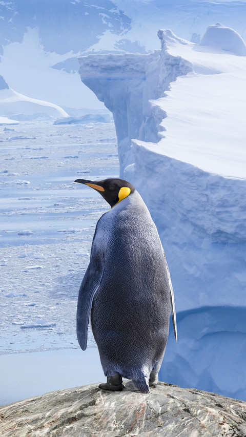 The cold knowledge of lovely penguins screenshot