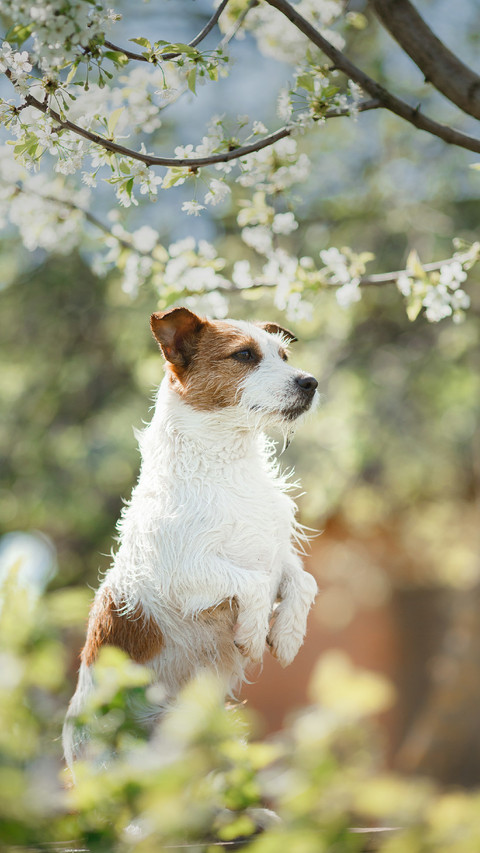 A Cute Dog Standing on The Ground screenshot