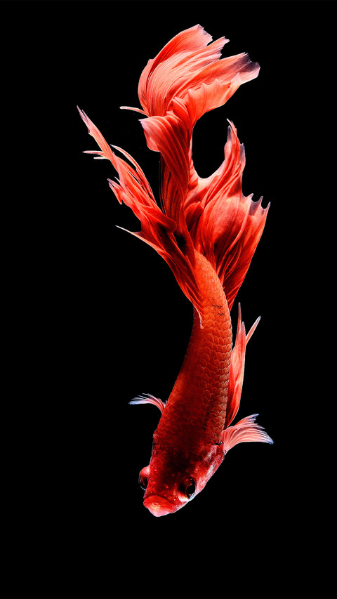 Siamese Fighting Fish screenshot