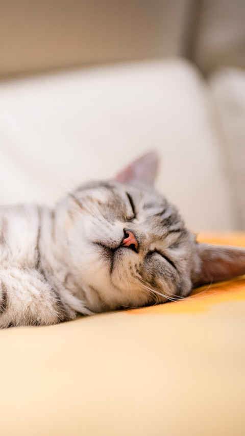 American shorthair silver tiger spotted kitten screenshot