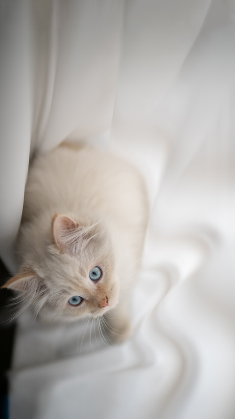 Beautiful kitten female cat few weeks old persian cat screenshot