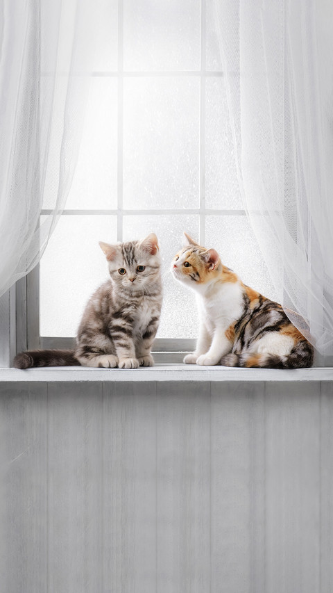 Cute kittens on the windowsill screenshot