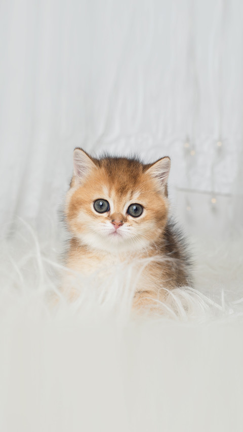 Adorable British Shorthair kitten screenshot
