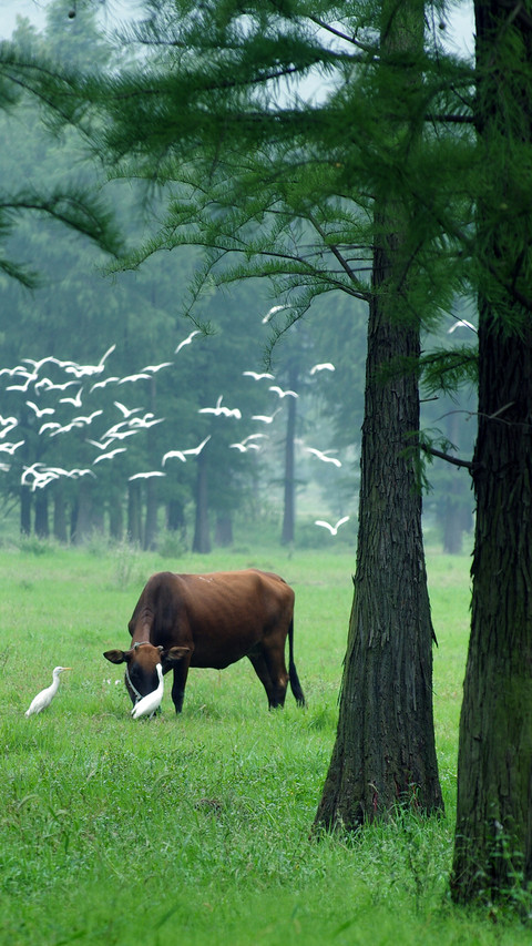 Herding cows and dancing white egrets screenshot