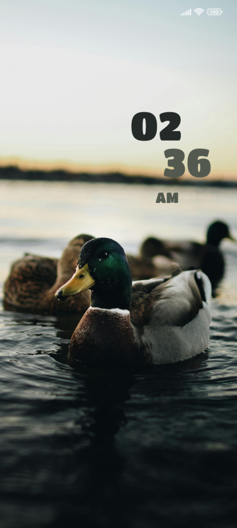 Duck screenshot